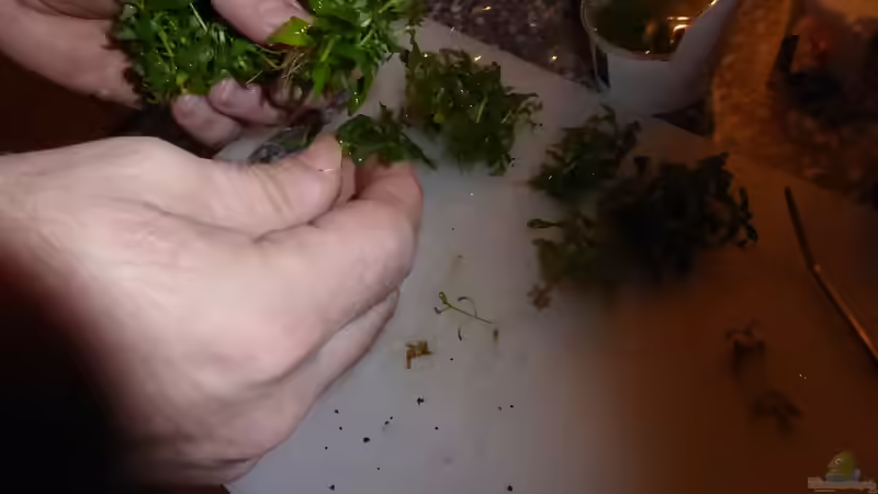 Auch diese auseinander zupfen von AchimSaar (32)