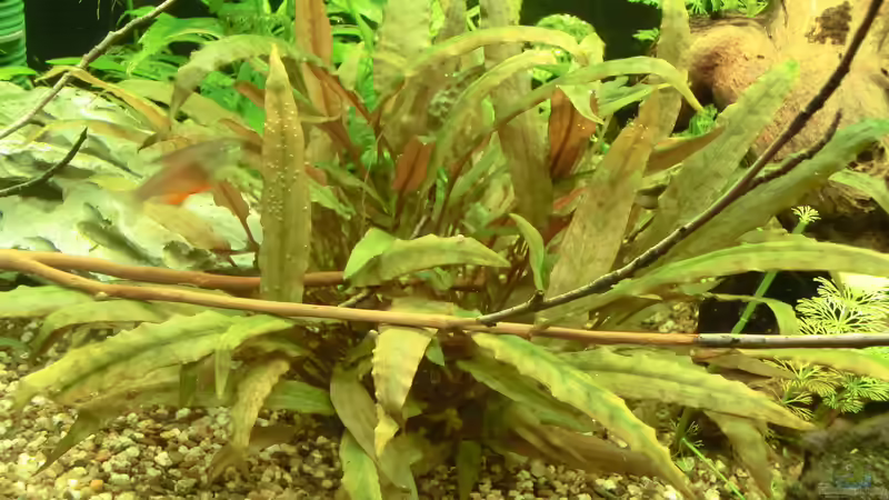 Auch diese Cryptocoryne ist nicht schlecht gewachsen von . (22)