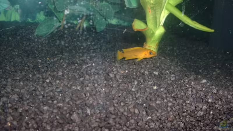 auch dieser Zitronenbarsch kann sich sehen lassen vor dem Lochgestein von Detlef Hasselbach (23)