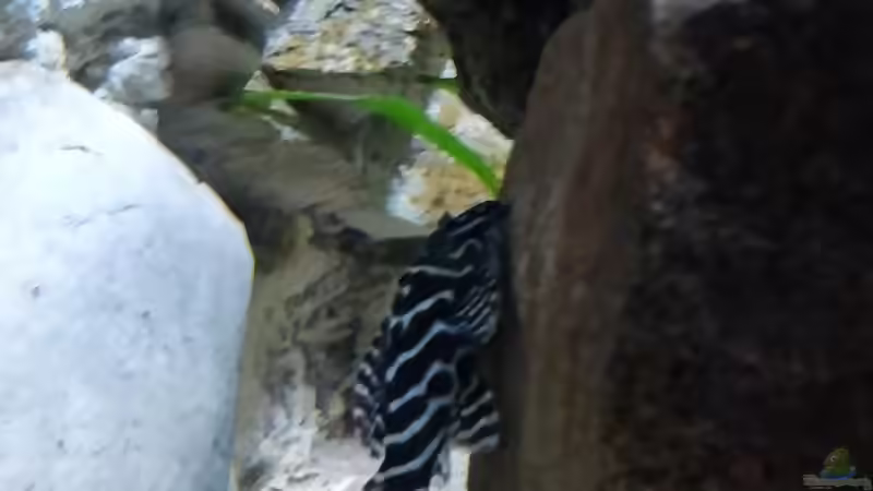 auch ein schöner von Woidma (83)