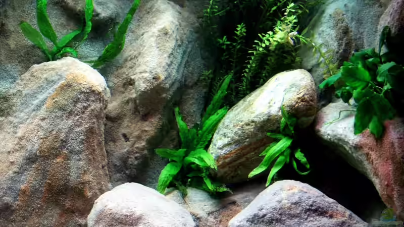 Auch ein wenig Grünes darf nicht fehlen von Franek (15)