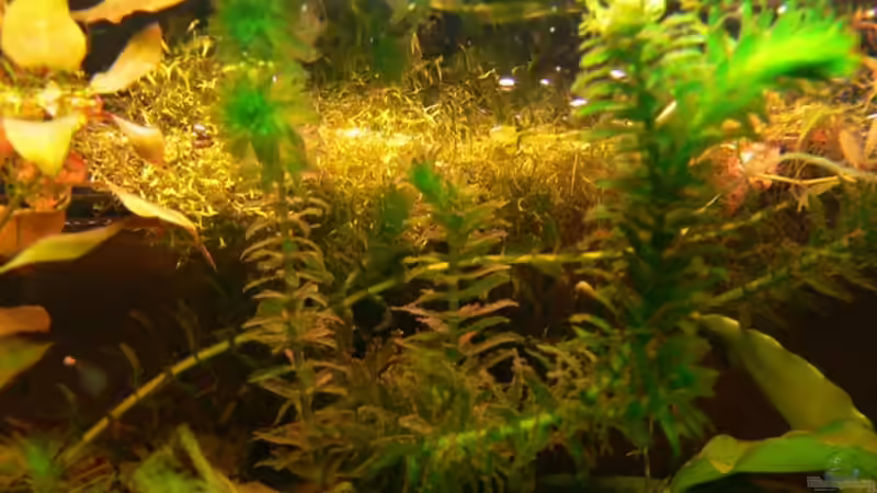 Auch ein wenig ´staubig´... von René Leubecher (6)