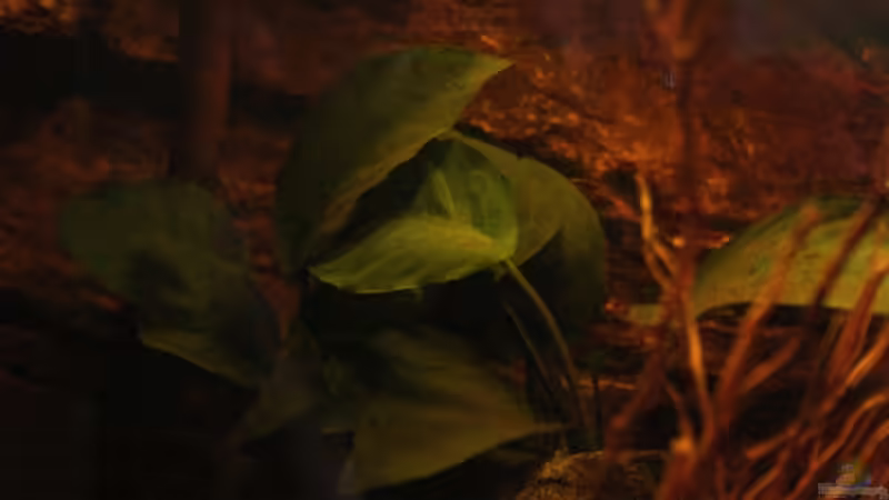 Auch eine Anubias barteri ,wächst hinten mittig an der Rückwand von Florian Bandhauer (24)