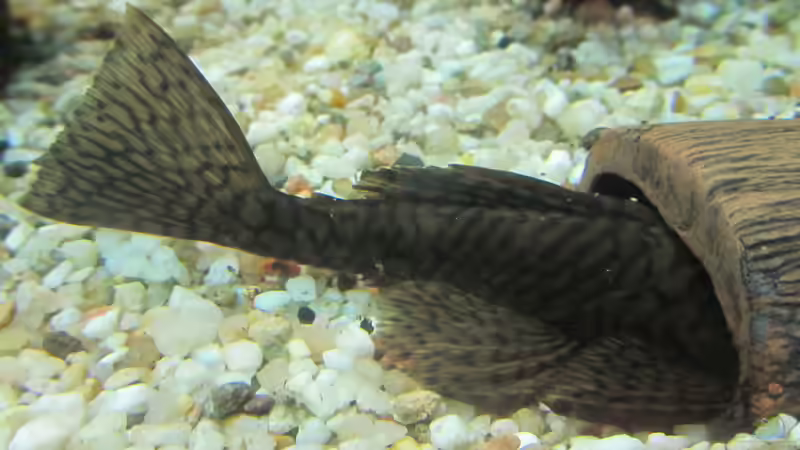 Auch für HERBERT den weiblichen Ancistrus... von Mofafi-Liebhaber (36)