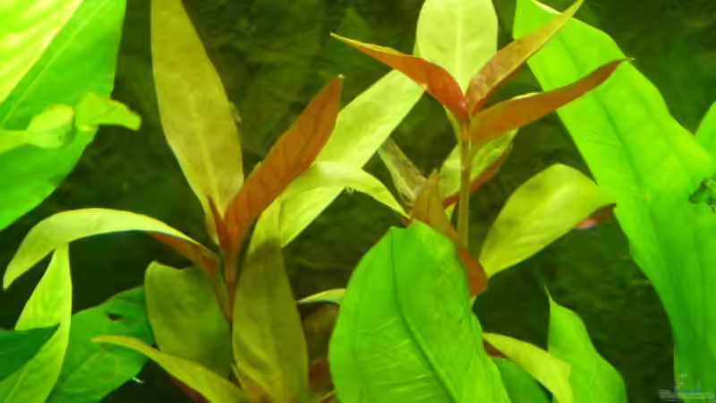 auch ganz neu wächst aber schon ganz gut von Pogobeer (15)