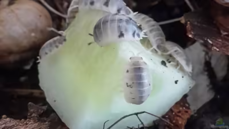 Auch Gruke wird gerne gefressen. von Hexe (3)