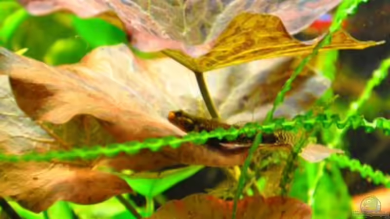 Auch Grundeln liegen gerne auf dem Lotus von Garfield (20)