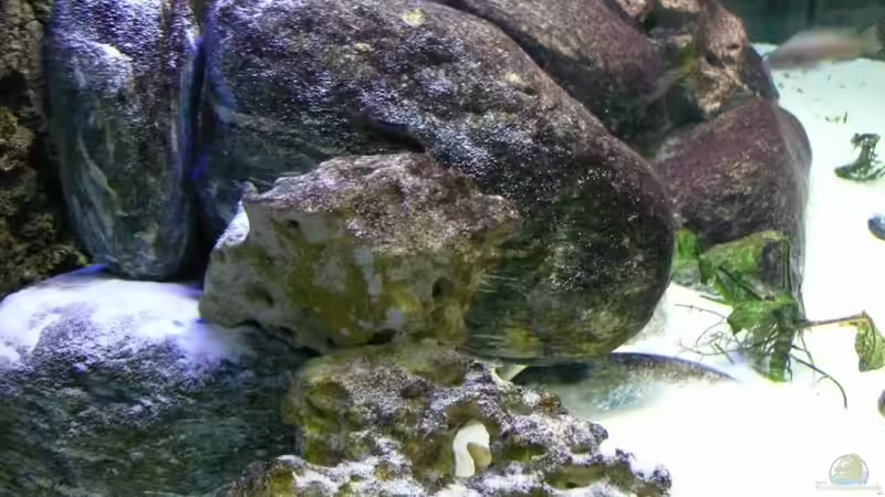 auch gut getarnt.. von tenebroso (10)