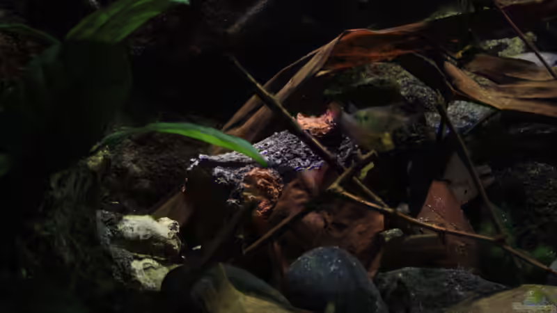 Auch hier das Spiel von Licht und Schatten im Aquarium von Florian Bandhauer (32)