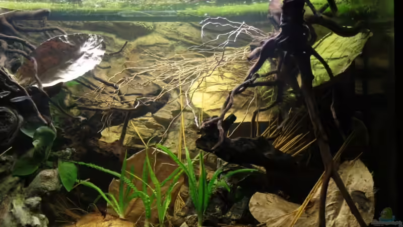 Auch hier ein Blick ins wilde Westafrika Habitat von Florian Bandhauer (17)