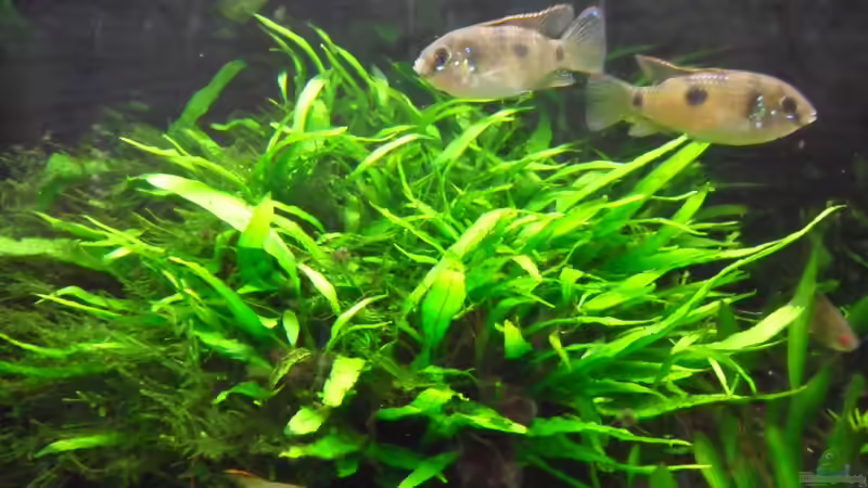 auch hier nur LF 865 mit Thomasi-Paar von Bungi (7)