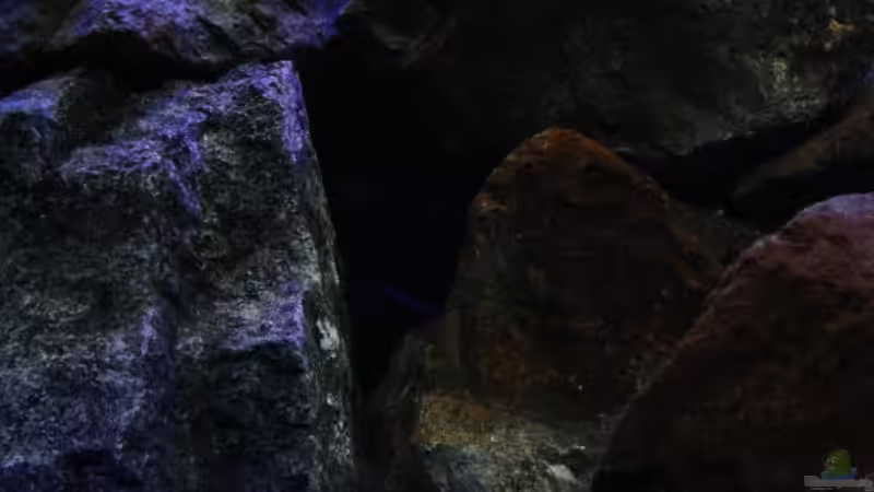 Auch hier schön anzusehen in dem Licht,denk ich zumindest;-))) von Florian Bandhauer (35)