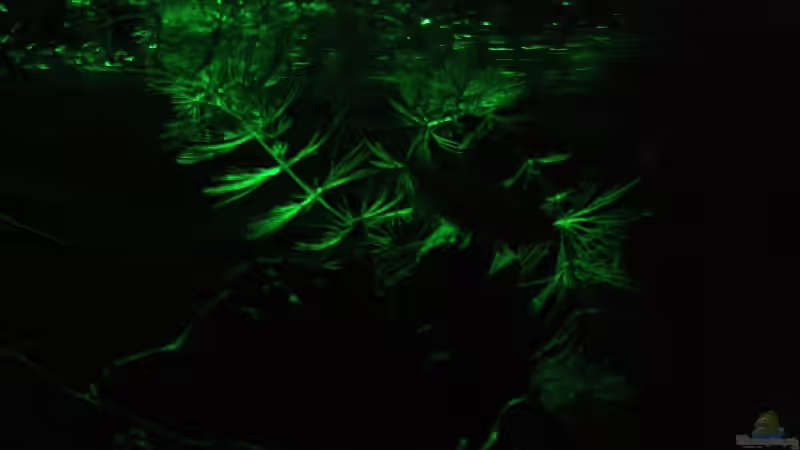 Auch hier versucht einen Mondaufgang durch das Blätterdach von Bäumen im Wasser von Florian Bandhauer (36)