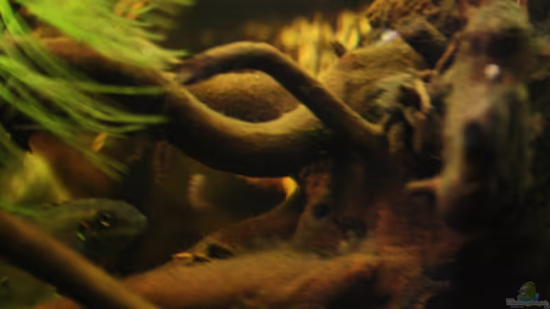 Auch hier,wo sind die Jungtiere....!?!?!? von Florian Bandhauer (60)