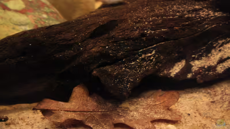 Auch Holz ist hier ein Muss!! von Florian Bandhauer (44)