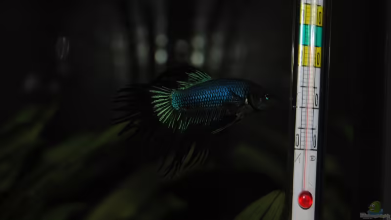 Auch im dunkeln auf Jagd von Markus96 (6)