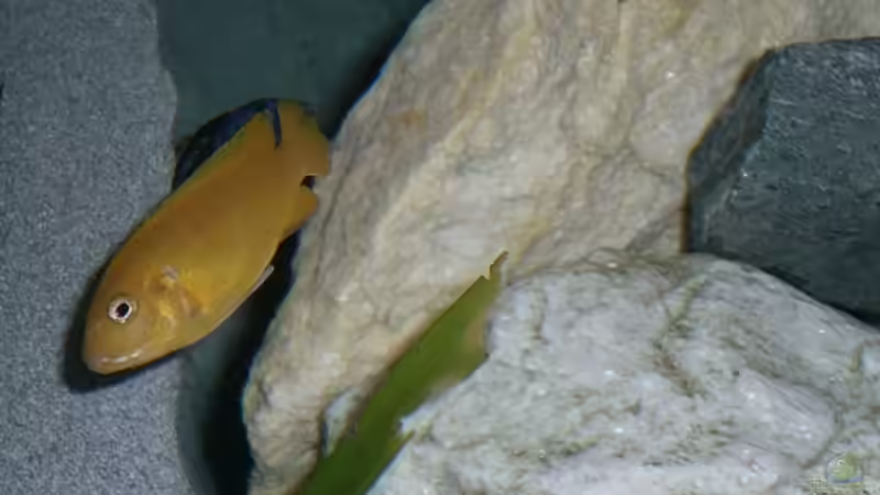 Auch ne Hübsche von Ingo Pöck (13)