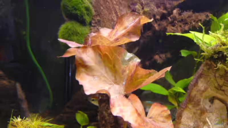 auch neu   hoffentlich wird das was (hab extra neue Leuchtstoffröhren besorgt 4200k von Pogobeer (14)