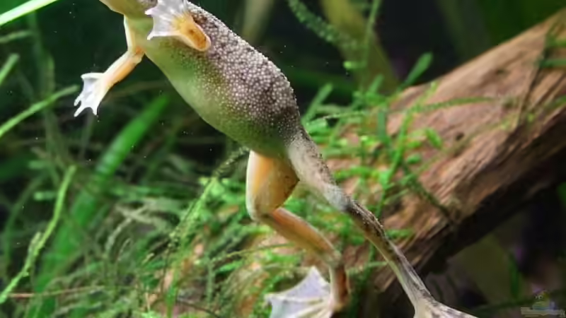 Auch noch im alten Becken: Männchen in seiner ganzen Pracht.  Man sieht bei genauem Hinschauen, warum sie ZwergKRALLENfrösche heißen! von Denise83 (11)