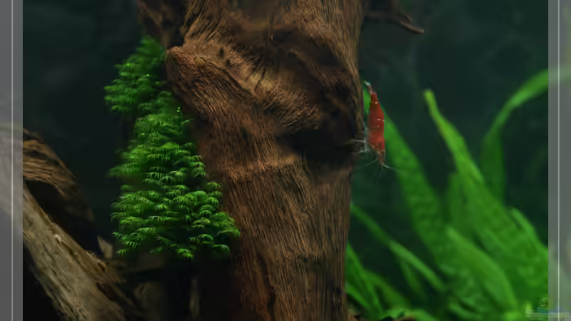 auch prima weitergewachsen:-) von Pseudomugil (23)