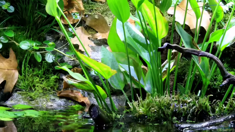 auch über dem Wasserspiegel befindet sich Laub von die Perle... (21)