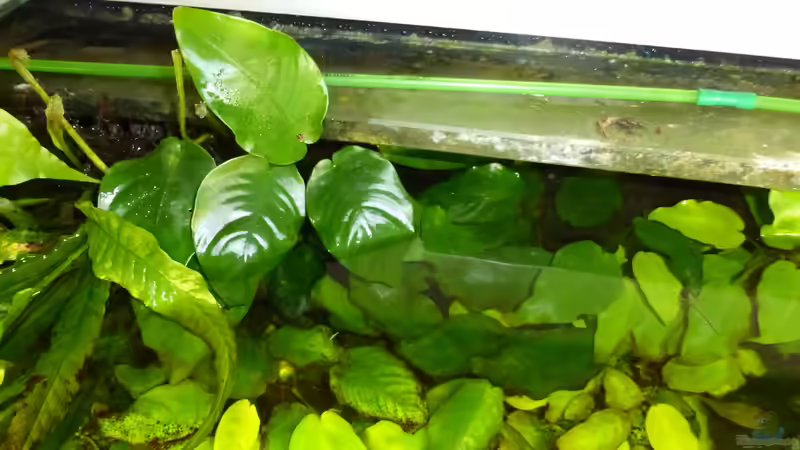 auch über Wasser grünt es von Blackwater (14)