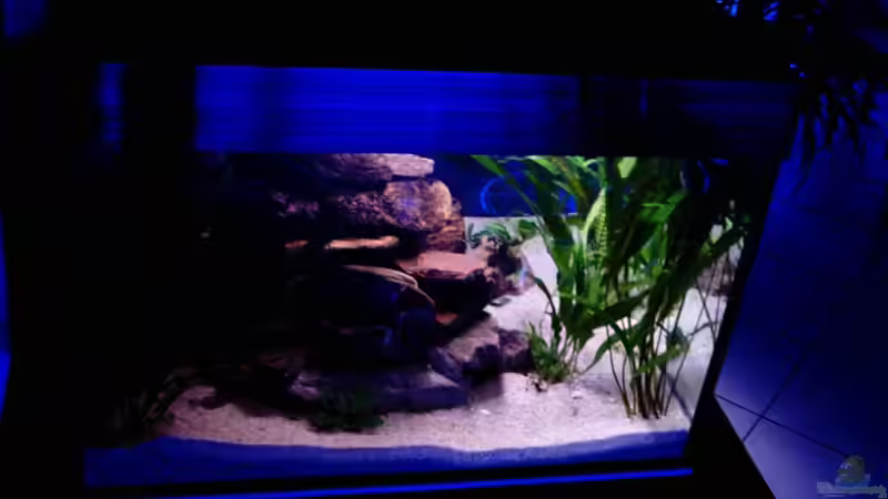 auch von links von Schielefix (9)