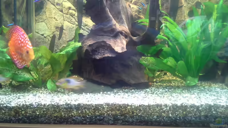 Auf beiden Seiten ein große Moorkinholzwurzel von Kunibert Schäfer (2)