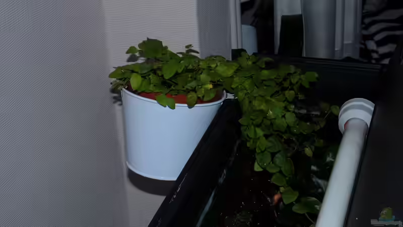 Auf beiden Seiten hinterm Becken von Koehler (15)