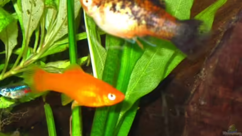 Auf dem Bild zu sehen ist ein Schwertträger ca 5 monate alt und ein Platy ca 6 monate von andi.B (23)