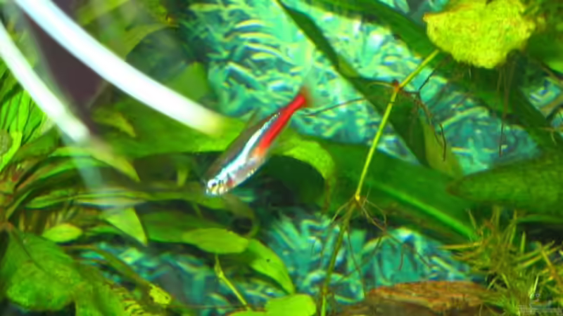 Auf dem Bild zusehen ist einer von 13 Neonsalmlern von andi.B (26)