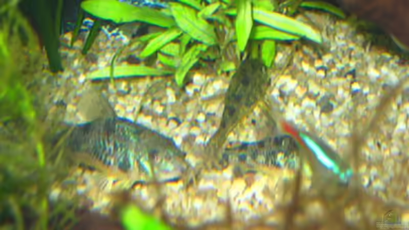 Auf dem Bild zusehen sind meherere Mamorpanzerwelse ca 5 monate alt von andi.B (25)