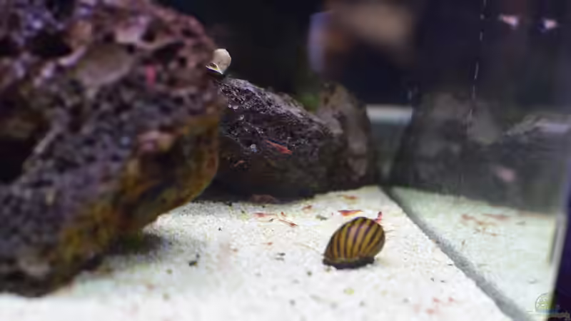 Auf dem Lavastein sitzt die stark lädierte Geweihschnecke. Seit einem frisst sie gemeinsam mit den Rennschnecken und ist putzmunter! von Acki50 (16)