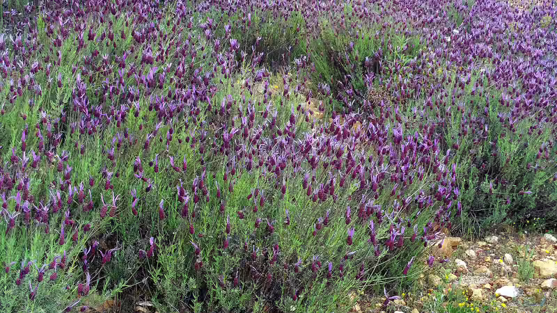 Auf den Klimawandel reagieren: Pflanzen für einen Trockengarten