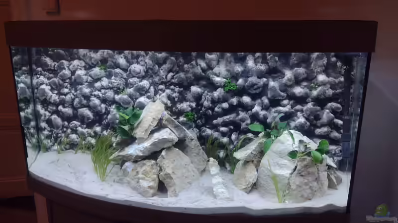 Auf den Steinen: Anubias barteri nana; an der Rückwand:Anubias barteri nana ´petite´ von Wilhelm94 (5)