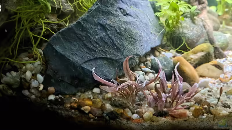 Auf der anderen Seite nochmal fancy pink von okefenokee (28)