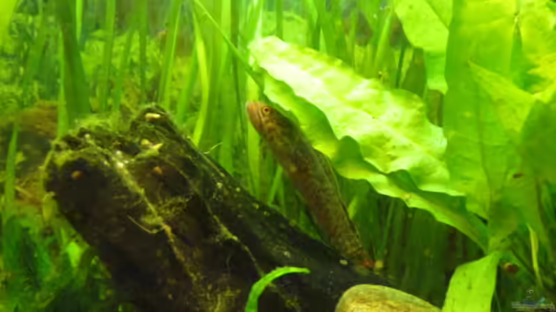 Auf der Lauer nach Fressen von Der Bergzower (23)