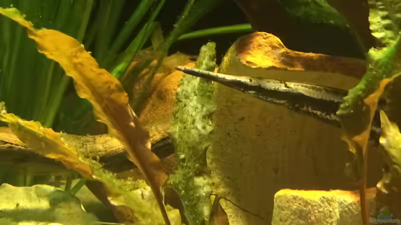 auf der Lauer von Captain Gü (13)