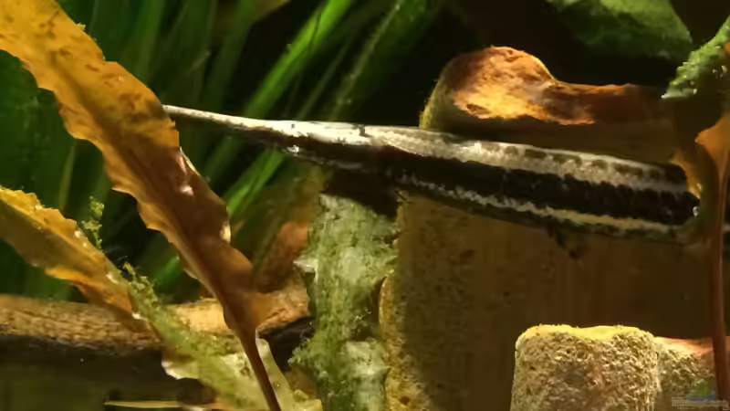 auf der Lauer von Captain Gü (14)