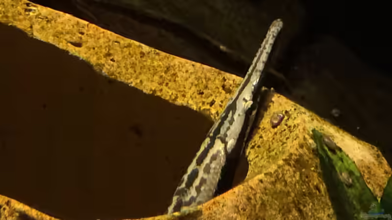 Auf der Lauer von Captain Gü (19)