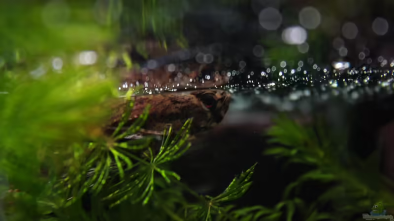 Auf der Lauer von Koehler (40)