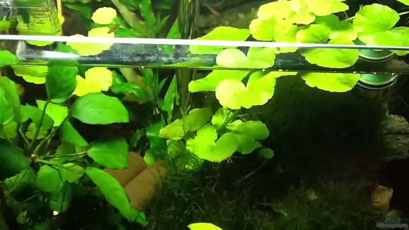 Auf der linken Seite ANUBIA von Nanonana (11)