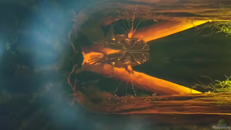 Auf der Mauer auf der Lauer... von Tiburón (57)