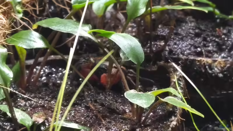 Auf der nassen Erde fühlen sich die Krabben am wohlsten von aquariumwelt (13)