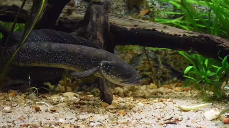 Auf der Pirsch.. von Christian Andreas (8)