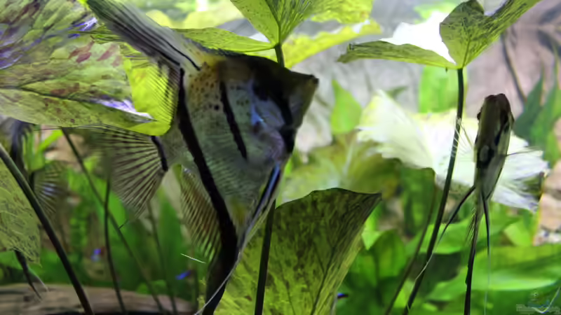 Auf der Suche nach einem Laichplatz ?? von Ottche (194)