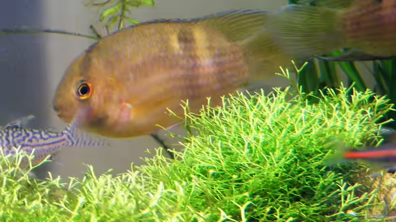 auf der Suche nach einem Laichversteck... von Falk (28)