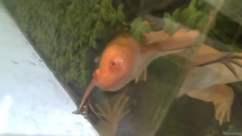 Auf der Wasseroberfläche schwimmen Wasserlinsen. von Jenny (12)