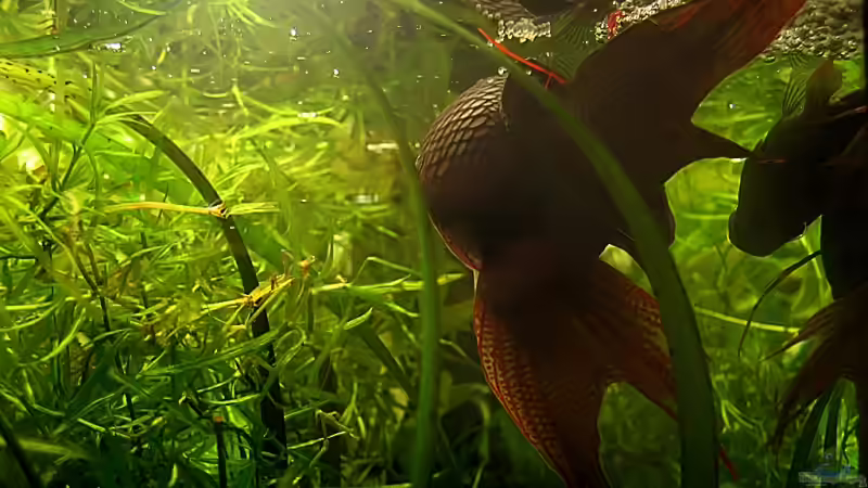 Auf diesen Schnappschuß bin ich mächtig stolz: Das Paar engumschlungen in der Liebesrolle von Pete (15)