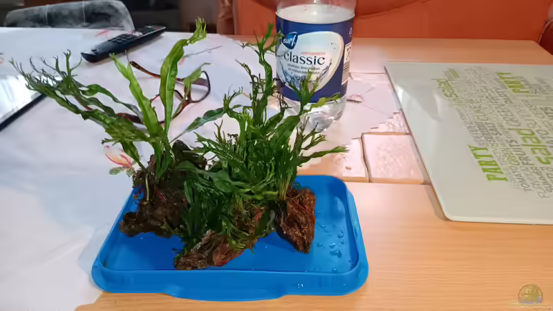 Auf Drachenstein gebunden.  von odin 68 (125)